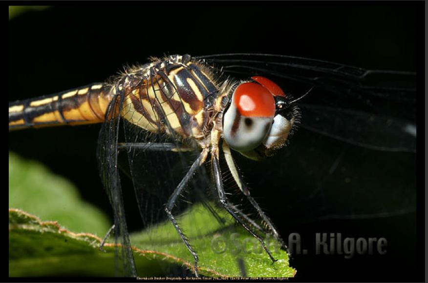 ThornbushDasherDragonfly